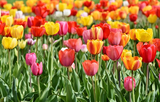 Tulip Fields are the perfect spot for spring photos